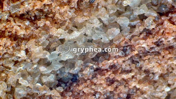 Grès Assouan vue macroscopique x15 - gryphea.com